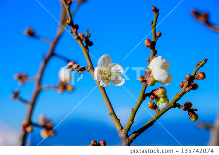 白梅花在藍天中閃耀 白梅花在藍天中閃耀 135742074