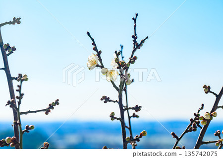 白梅花在藍天中閃耀 白梅花在藍天中閃耀 135742075