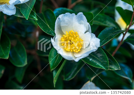 Sasanqua's white flowers 135742080