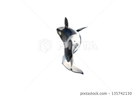 Killer whale (no background) Killer whale (no background) 135742130