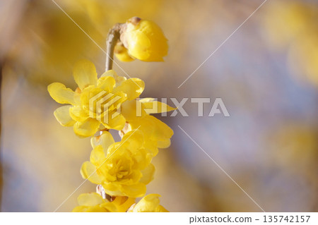 Wintersweet flowers blooming in the early spring light Wintersweet flowers blooming in the early spring light 135742157