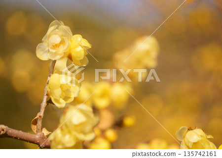 Wintersweet against a background of yellow bokeh Wintersweet against a background of yellow bokeh 135742161