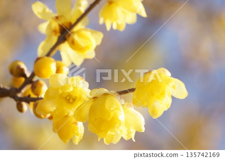 春日陽光下盛開的臘梅花 春日陽光下盛開的臘梅花 135742169