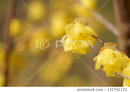 Yellow wintersweet flowers in full bloom 135742172