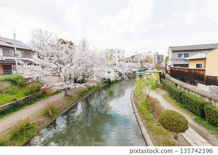 Fushimi Jikkokubune boats with cherry blossoms in Kyoto (people and logos redacted) 135742396