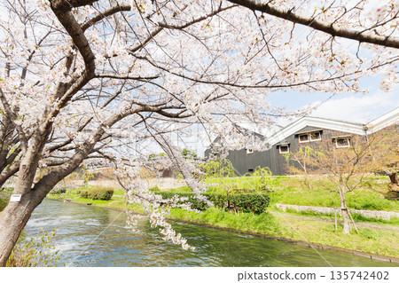 Fushimi Jikkokubune boats with cherry blossoms in Kyoto (people and logos redacted) Fushimi Jikkokubune boats with cherry blossoms in Kyoto (people and logos redacted) 135742402