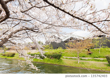 Fushimi Jikkokubune boats with cherry blossoms in Kyoto (people and logos redacted) 135742403