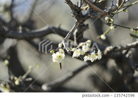 Spring coming 135742596