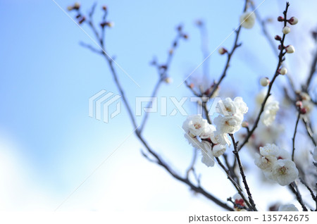 Spring coming Spring coming 135742675
