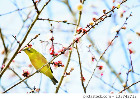 Under the cold sky, a green Japanese white-eye, a spring herald bird, perched on a branch of white plum blossoms Under the cold sky, a green Japanese white-eye, a spring herald bird, perched on a branch of white plum blossoms 135742712