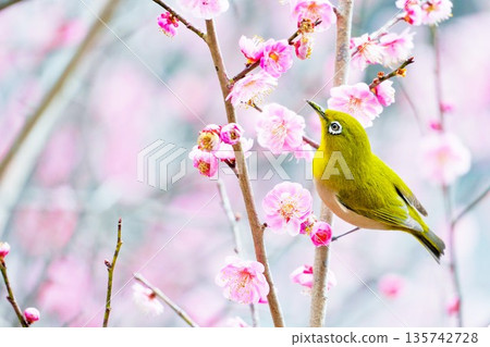 A Japanese white-eye bird, a herald of spring, perched on a red plum blossom, an image of the New Year 135742728