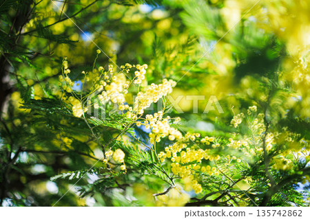 Yellow mimosa flowers shining in the spring light and soft bokeh background Yellow mimosa flowers shining in the spring light and soft bokeh background 135742862