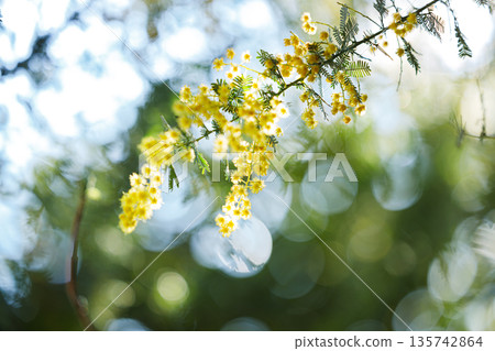 春日陽光下閃耀的黃色含羞草花，背景虛化柔和。 135742864