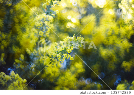 Yellow mimosa flowers shining in the spring light and soft bokeh background Yellow mimosa flowers shining in the spring light and soft bokeh background 135742889