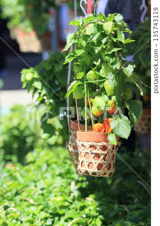 淺草鈴木市 135743119