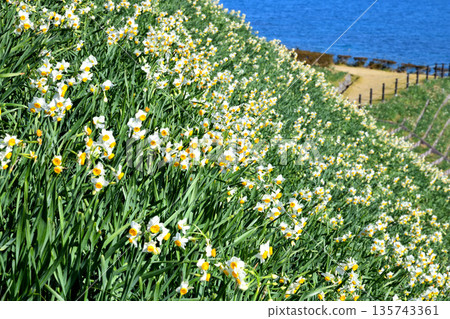 野母崎水仙、水仙 135743361