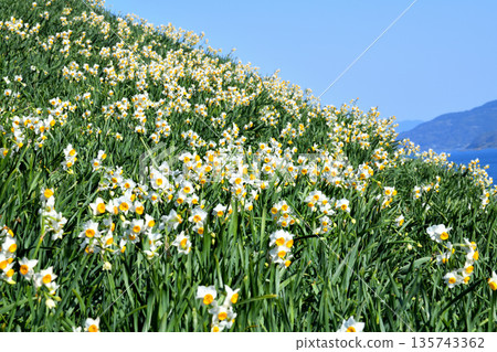 野母崎水仙、水仙 135743362