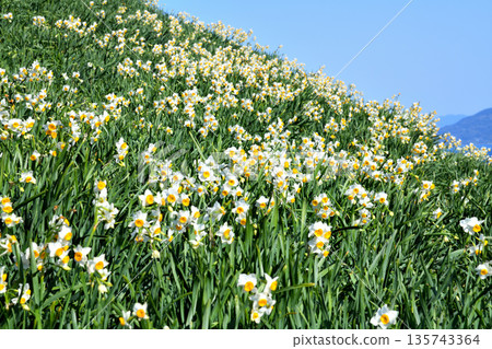 Nomozaki daffodils, Narcissus Nomozaki daffodils, Narcissus 135743364
