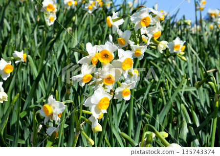 野母崎水仙、水仙 野母崎水仙、水仙 135743374