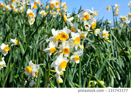 Nomozaki daffodils, Narcissus Nomozaki daffodils, Narcissus 135743377