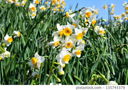 Nomozaki daffodils, Narcissus Nomozaki daffodils, Narcissus 135743379