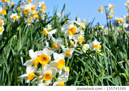 Nomozaki daffodils, Narcissus Nomozaki daffodils, Narcissus 135743380