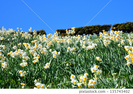Nomozaki daffodils, Narcissus Nomozaki daffodils, Narcissus 135743402