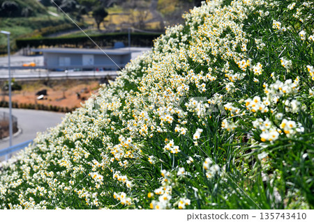 Nomozaki daffodils, Narcissus 135743410