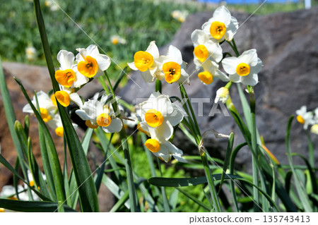 Nomozaki daffodils, Narcissus 135743413