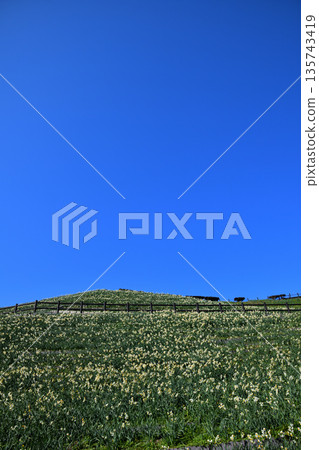 Nomozaki daffodils, Narcissus 135743419