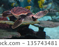 小海龜優雅地遊著 135743481