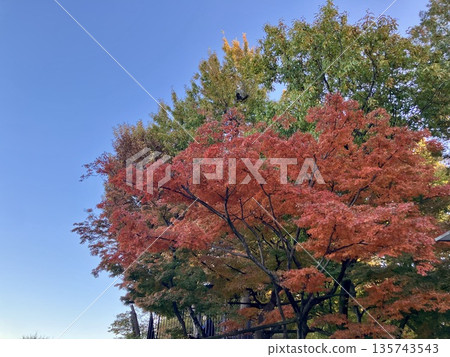 Autumn leaves Autumn leaves 135743543