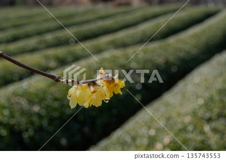 茶園的翠綠與明黃色的臘梅形成鮮明對比(神奈川縣依草梅花園附近) 茶園的翠綠與明黃色的臘梅形成鮮明對比(神奈川縣依草梅花園附近) 135743553