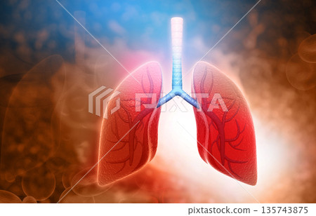 Human lungs Human lungs 135743875