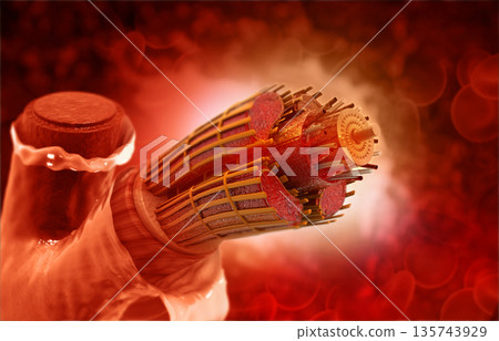 Human vein anatomy 135743929