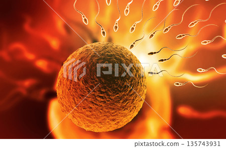 Sperm with egg 135743931