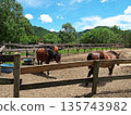 馬在圍欄內行走 135743982