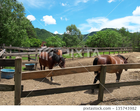 馬在圍欄內行走 135743982