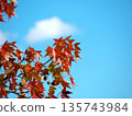 秋楓葉和藍天 135743984