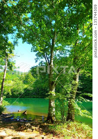 Dokko Swamp, Zao, Fresh Greenery Dokko Swamp, Zao, Fresh Greenery 135744309