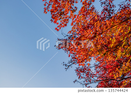 Autumn foliage scenery (Shizuoka Prefecture) 135744424