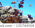 一群小丑anemonefish 135744508