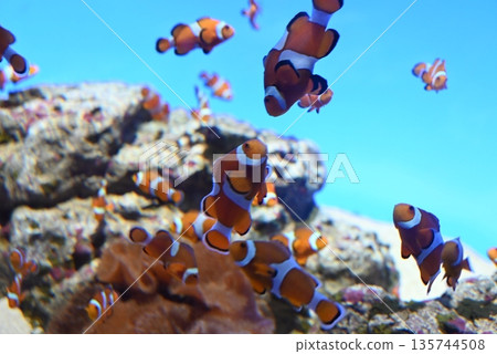 A crowd of clown anemonefish A crowd of clown anemonefish 135744508