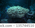 奇妙的珊瑚礁 135744510