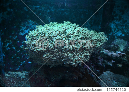 奇妙的珊瑚礁 奇妙的珊瑚礁 135744510