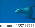 游泳在水中的海獅 135744511