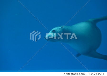 游泳在水中的海獅 135744511