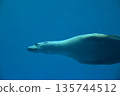 游泳在水中的海獅 135744512