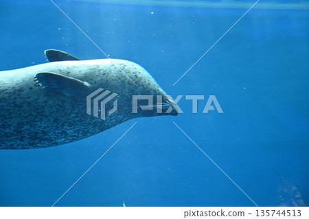 一隻斑海豹在水中游泳 一隻斑海豹在水中游泳 135744513