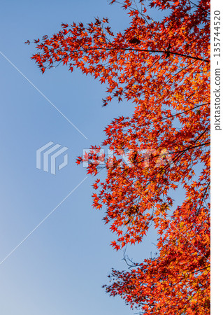 Autumn foliage scenery (Shizuoka Prefecture) Autumn foliage scenery (Shizuoka Prefecture) 135744520